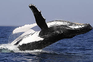 excursion samana ballenas